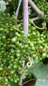 Unmittelbar nach der Blüte wachsen die Trauben zügig und werden schon in wenigen Tagen "in den Hang gehen". Das bedeutet, dass durch das zunehmende Eigengewicht, die Trauben sich nach unten hängen. Auf dieser Abbildung sieht man auch noch Reste von den Gespinsten, mit denen sich der Rebschädling Traubenwickler eingesponnen hatte.