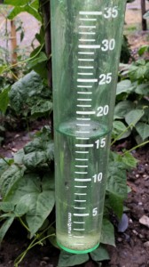 Eine notwendige Wohltat für die Natur: 16 Liter Regen pro Quadratmeter in den letzten Stunden! Ganz zart und langanhaltend, ohne dass ein Tropfen wertvoller Regen verloren ging, wurden die Weinberge, die Wälder und die Gärten erfrischt.