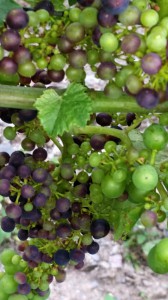 Unglaublich: Färbende Trauben bei der Rebsorte Regent am 20. Juli! Die Zeichen für ein gutes Weinjahr stehen gut - der Vegetationsvorsprung ist auffällig.