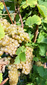 Wunderschön süß und gesund zeigen sich die Trauben der pilzressistenten Rebsorte Johanniter! Ein gänzlich verregneter August hat zu einer vorzeitigen Reife unserer Trauben geführt. Längst mussten die frühen Rebsorten, wie Regent oder Müller-Thurgau geerntet werden, um daraus gesunde Weine, ohne Fäulnisbefall ernten zu können. Nun sorgt das ungewöhnlich warme und sonnige Herbstwetter für eine extrem schnelle Entwicklung und Reife.