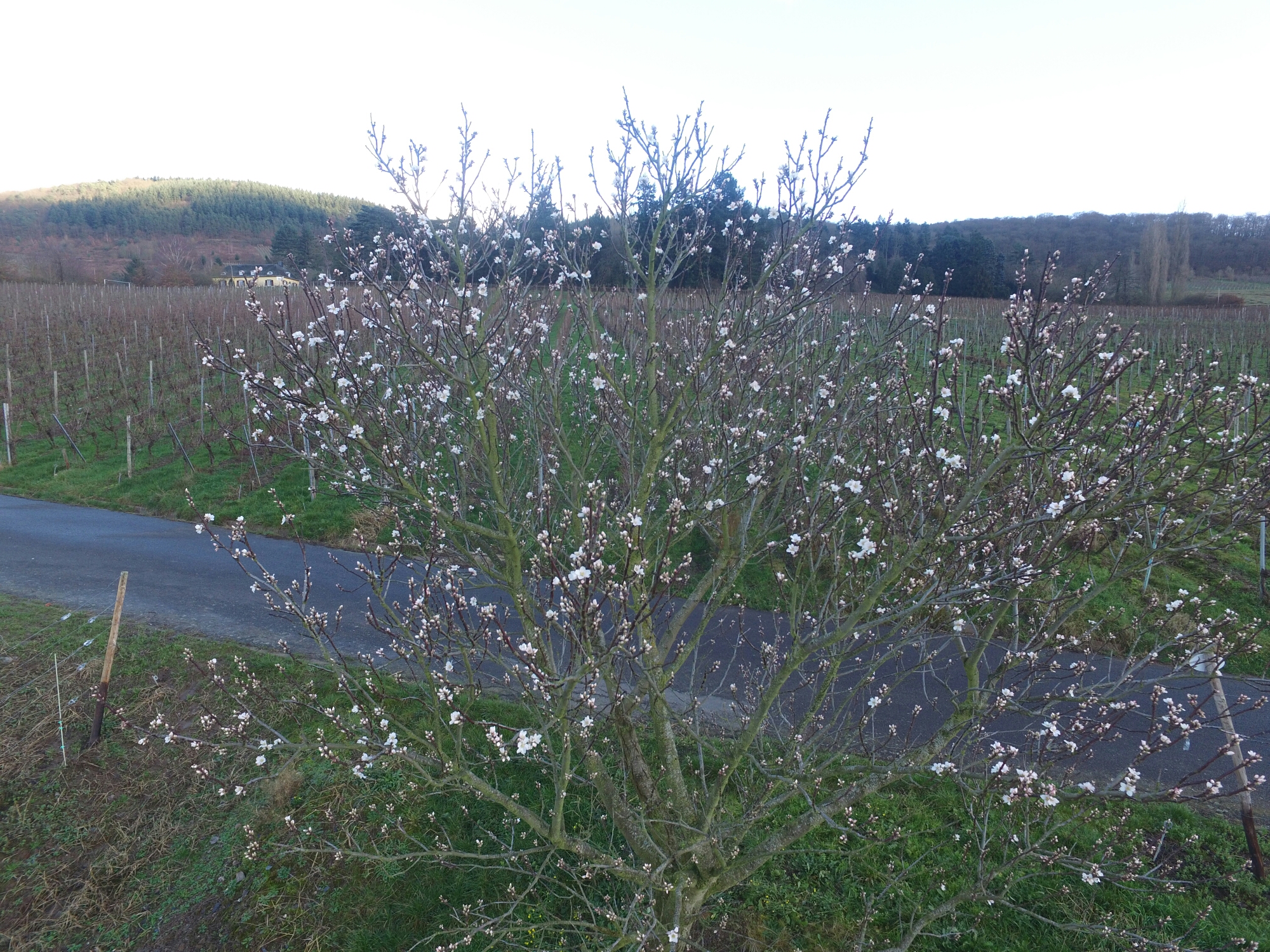 DJI_0412.JPG image