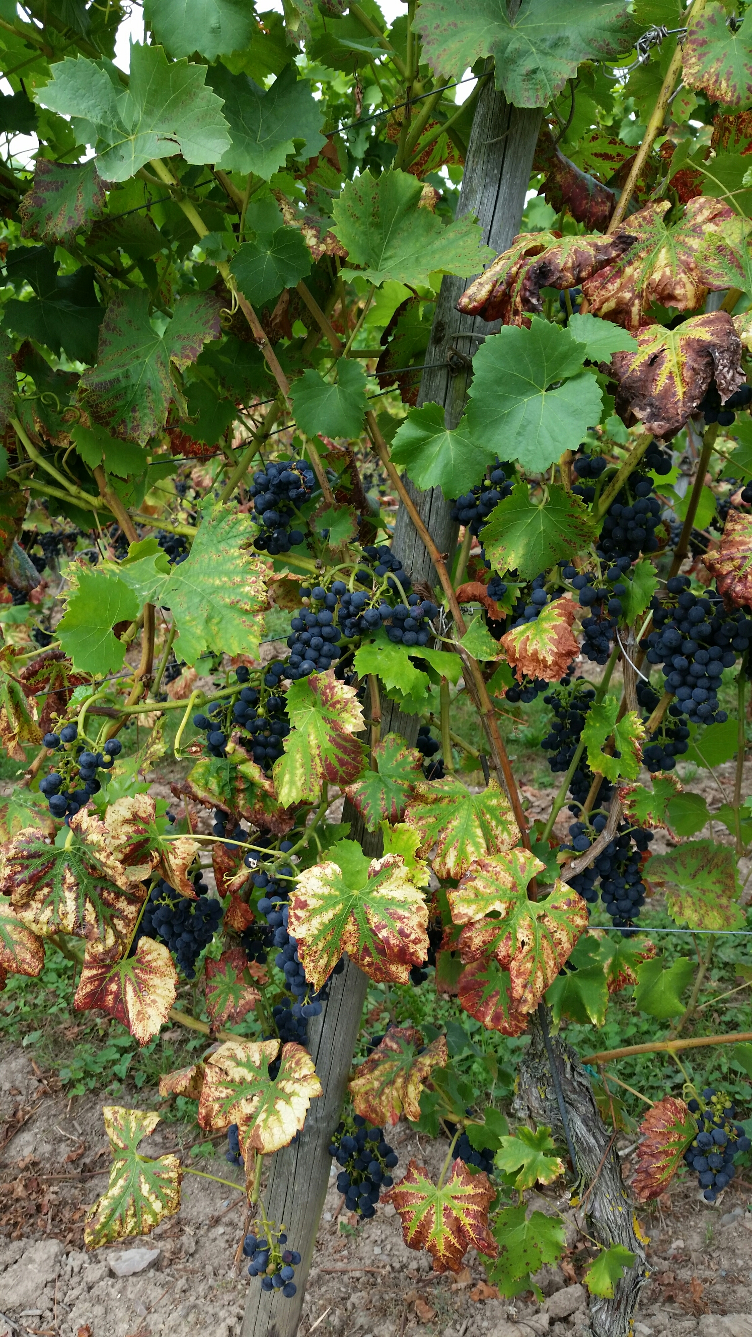 20160911_143846.jpg image