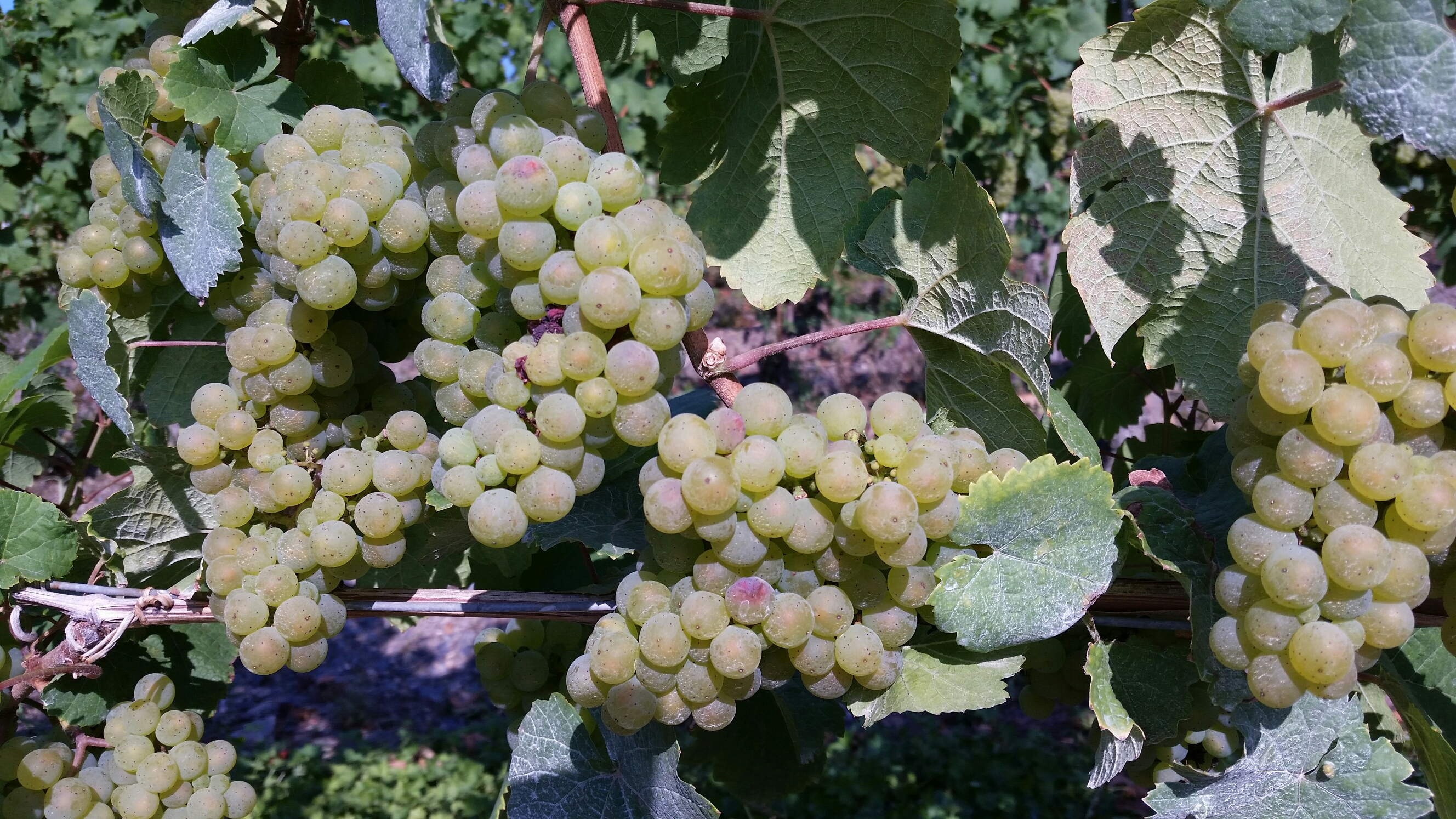 20160912_162847.jpg image
